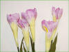 Code_F_104 (1 fleur)