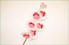 Code_F_108(1 fleur)