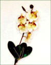 Code_F_109(1 fleur)