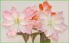 Code_F_118(1 fleur)