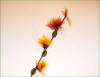 Code_F_114(1 fleur)